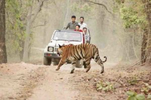 वन तथा मानव का सहअस्तित्व आवश्यक