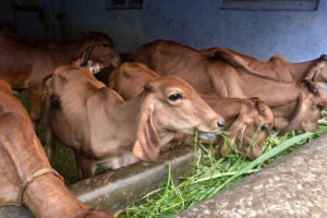 गौशाला-पांजरापोल की आधुनिक आदर्श व्यवस्था