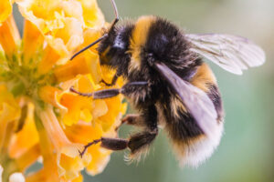 Read more about the article मधुमक्खी से संचालित होता है प्रकृति का चक्र