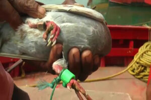 Read more about the article ओडिशा के जगतसिंहपुर में पकड़ा गया संदिग्ध कबूतर