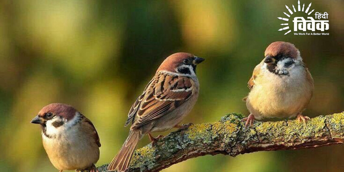 खो रही गौरैया की चहक