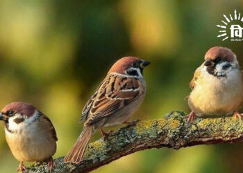 खो रही गौरैया की चहक