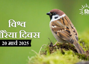 आंखों से ओझल होती गौरैया