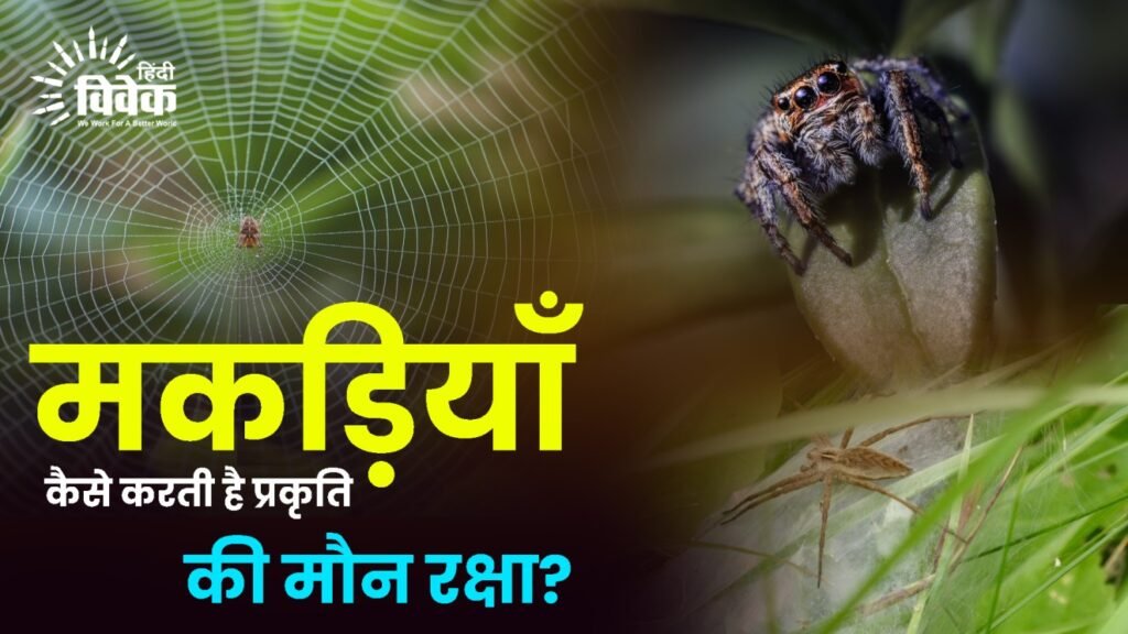 मकड़ियाँ कैसे करती है प्रकृति की मौन रक्षा?