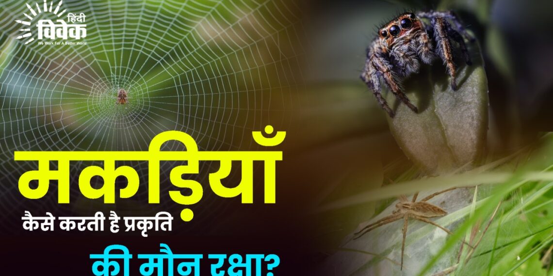 मकड़ियाँ कैसे करती है प्रकृति की मौन रक्षा?