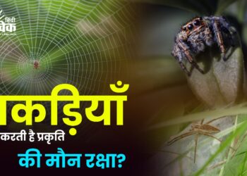 मकड़ियाँ कैसे करती है प्रकृति की मौन रक्षा?