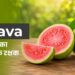 Guava : पोषण का खजाना, स्वास्थ्य का प्राकृतिक रक्षक
