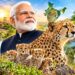 मोदी के संकल्प की चीता परियोजना के 4 साल