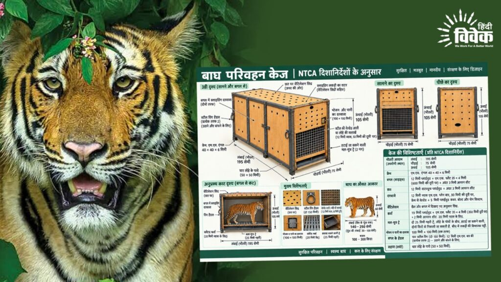 बाघों के बचाव से उनके सुरक्षित जंगल वापसी तक