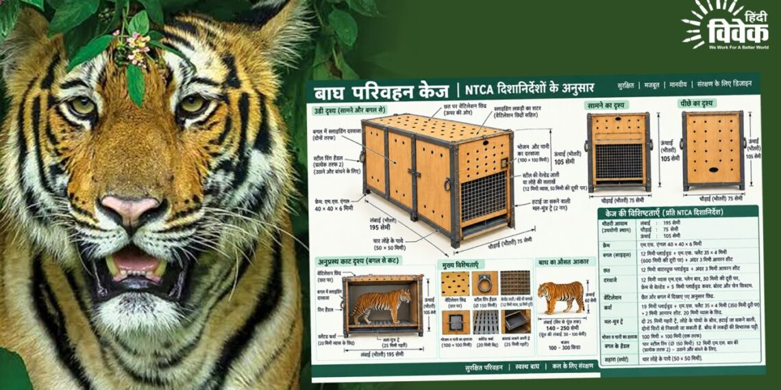 बाघों के बचाव से उनके सुरक्षित जंगल वापसी तक