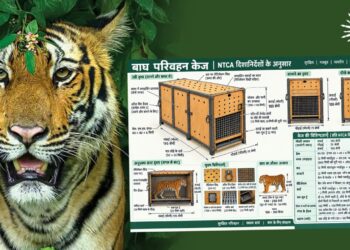 बाघों के बचाव से उनके सुरक्षित जंगल वापसी तक